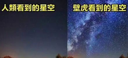 你可能不知道——壁虎拥有十分牛叉的视力