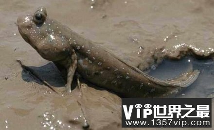 能爬树捉虫能上岸“奔跑”的鱼