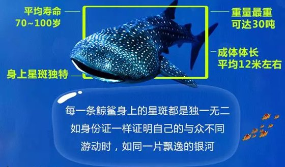 世界上最大的鱼是什么鱼？鲸鲨是鱼吗？