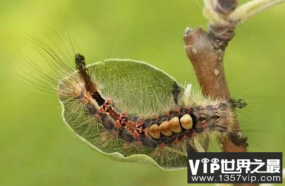 世界上最恶心的虫子