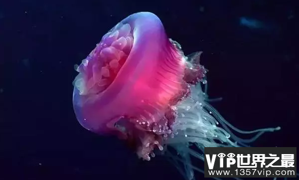 世界上各种之最的鱼