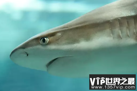 世界上最凶猛的鲨鱼