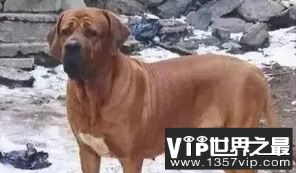 世界上最贵的狗，世界十大名犬排行榜