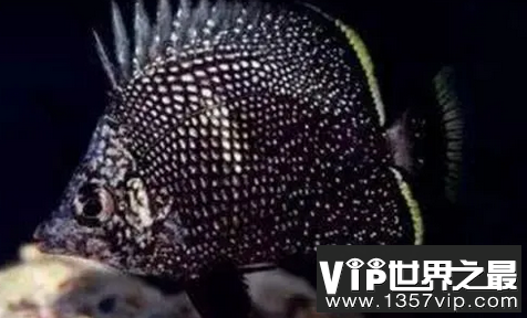 世界上最贵的鱼排名，血红鱼价值409万