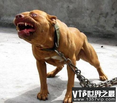 世界上最凶猛的狗排名，第一实至名归