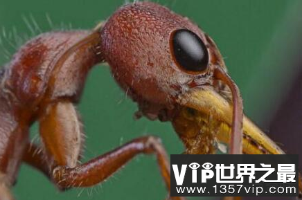 世界上最大的蚂蚁