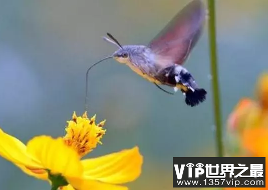 世界上最小的鸟排名