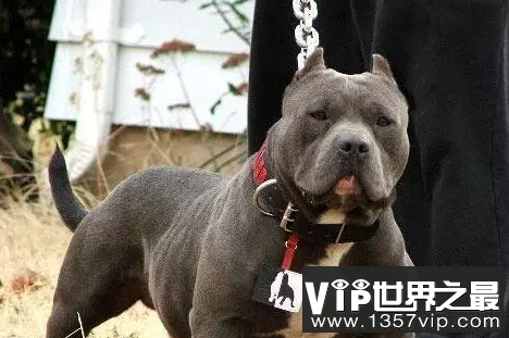 世界最凶猛的狗前十名