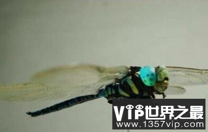 世界上最可怕的蜻蜓就像轰炸机