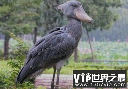 世界上最大的鸟鹳是鳄鱼杀手