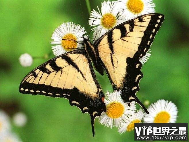 蝴蝶是怎么度过600年的