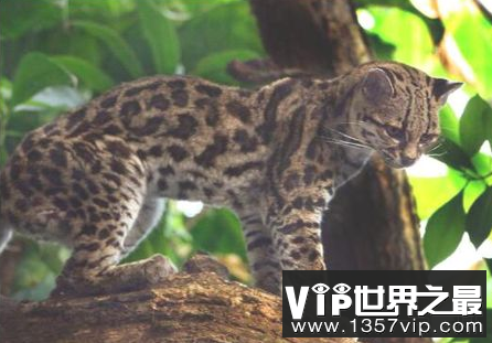 南美林虎猫是美国最小的猫科动物,小于半米长