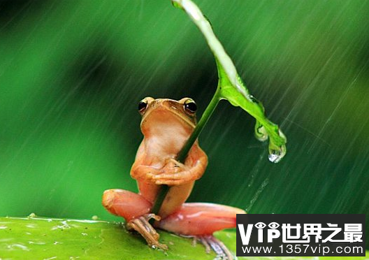 世界上最可怜的青蛙带着雨伞被摄影师虐待