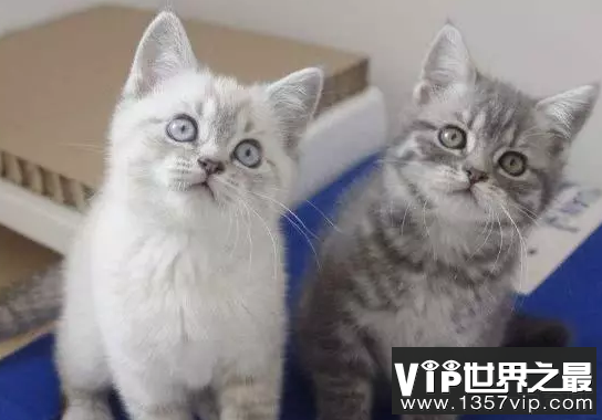 世界上最大的猫就像精灵