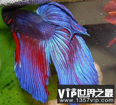 世界上最美丽的鱼,五颜六色的鱼,像漂浮在衣服上的仙女