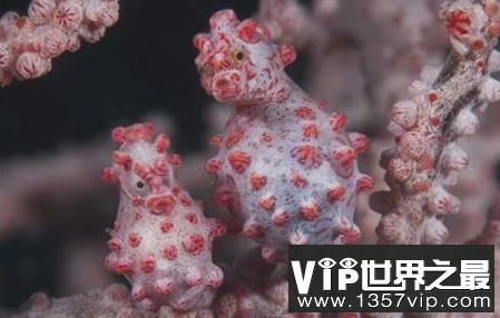 世界上最小的海马,不到2厘米长,是伪装大师