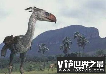 历史上最凶猛的鸟和恐怖鸟无法与自己竞争