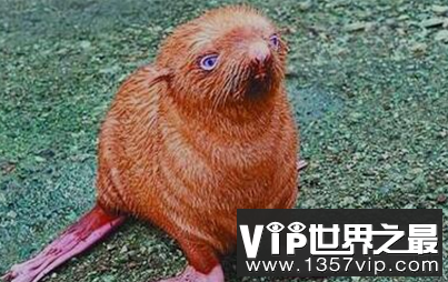 世界上最孤独的海豹因其奇怪的外表而被隔离