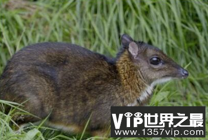 世界上最小的鹿只比野兔稍大一点