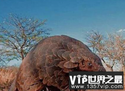世界上最大的穿山甲可达33公斤