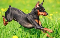 寿命最长的狗是哪十大犬种