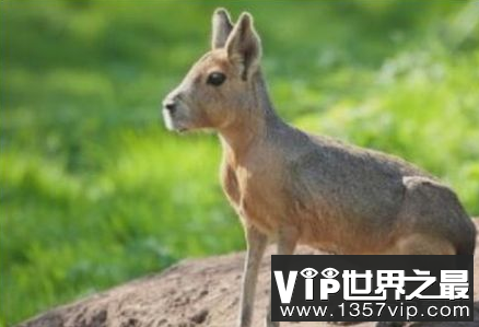 世界上最奇怪的豚鼠像野兔一样