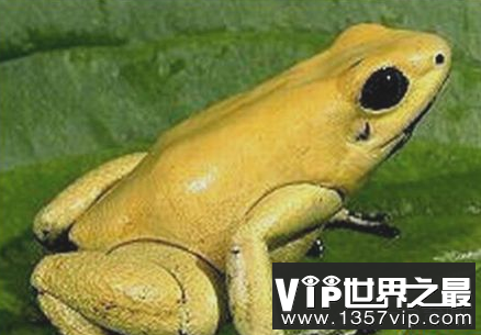 世界上最有毒的青蛙可以在三分钟内毒死10名成年人