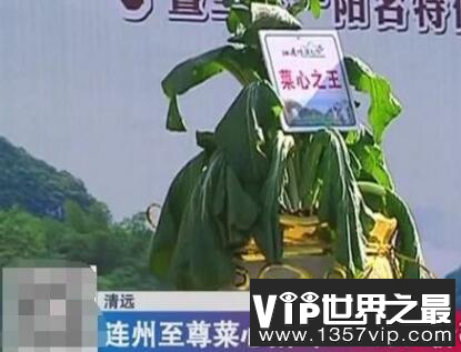 世界上最贵的蔬菜，菜心至尊(66.6666万)