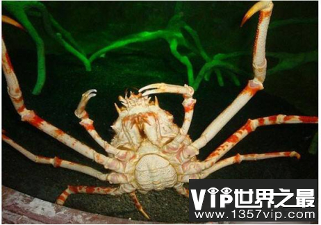 日本东京海岸杀人蟹到底杀了多少人?