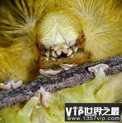 世界最可怕的昆虫，千万别被咬到