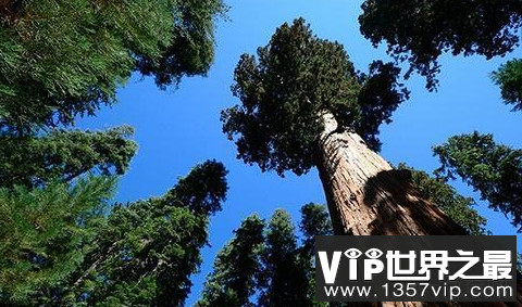 世界上最高的树有多少米