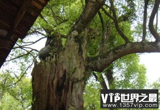 世界上最危险的树，炸弹树