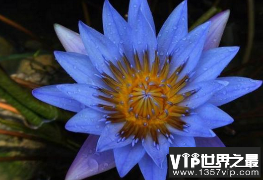 世界上最奇怪的花，世界上十大最奇特的花
