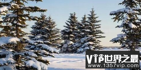 世界上最庄严的树雪霜不会折叠