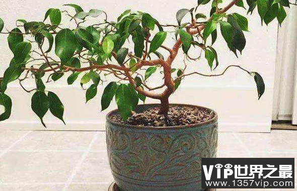 夜间释放氧气的十大植物排名第一