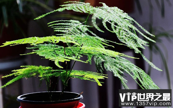 适合办公室的十个绿色排名办公室种植绿色植物