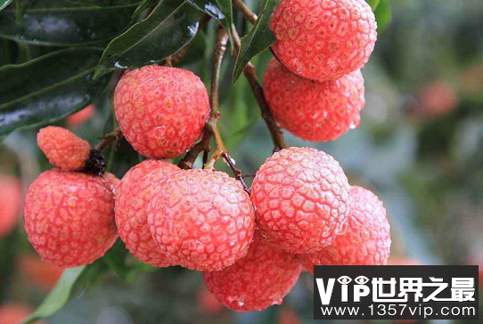 最神奇的水果每天吃300粒荔枝