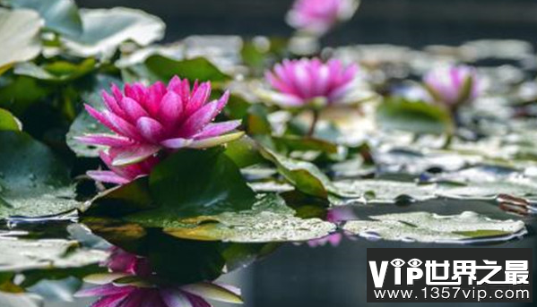 水生植物的共同水生植物和名称是什么?