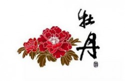 国花评选牡丹胜出 牡丹力压梅花兰花勇夺第一