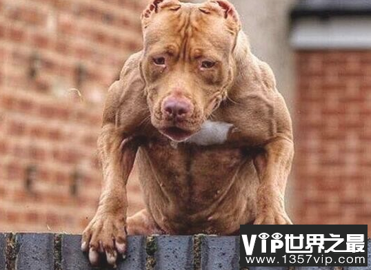 世界上最危险的狗 世界公认的五大猛犬