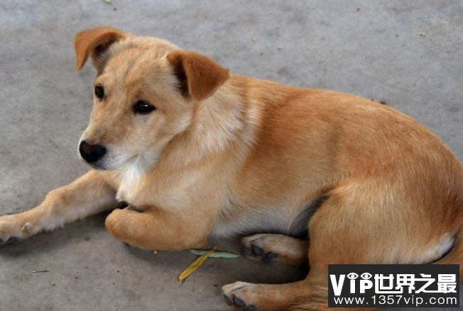 世界上最便宜的狗——中华田园犬