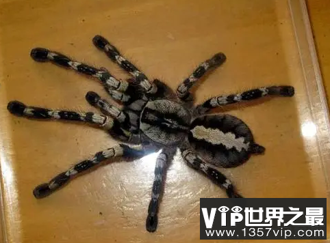 世界上什么蜘蛛最毒 世界十大剧毒蜘蛛排行