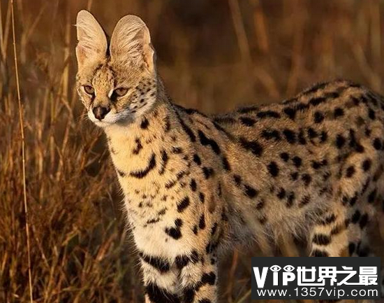 世界上最可怕的猫 世界上最凶猛的猫排行榜