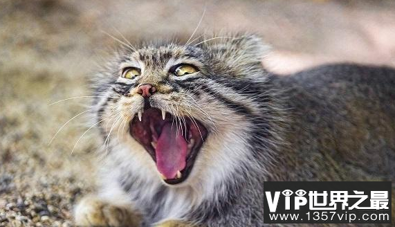 世界上最厉害的猫 战斗力最强的猫品种