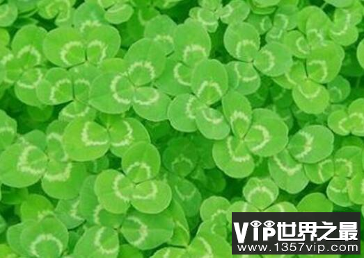 心形叶子的植物有哪些,你能认出几种?