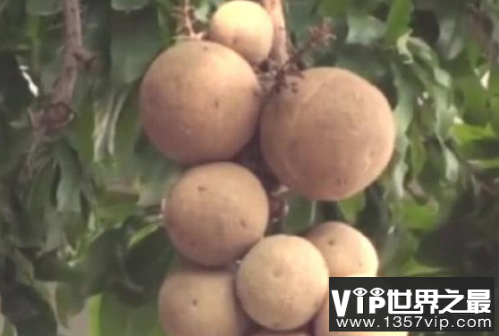 世界上最神奇的树的果实是什么