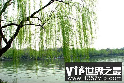 柳树为什么都种在水岸边