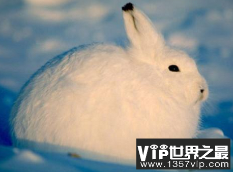 生活在北极的十种动物，北极燕鸥每年要飞行4万多公里