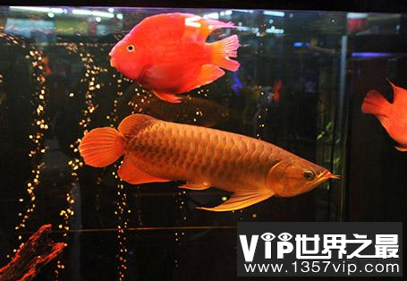世界上最贵的观赏鱼排名