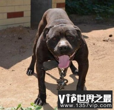 世界最可怕的狗，世界上最凶猛的狗